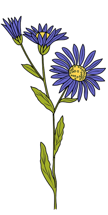  Aster - Tatouage fleur de naissance septembre