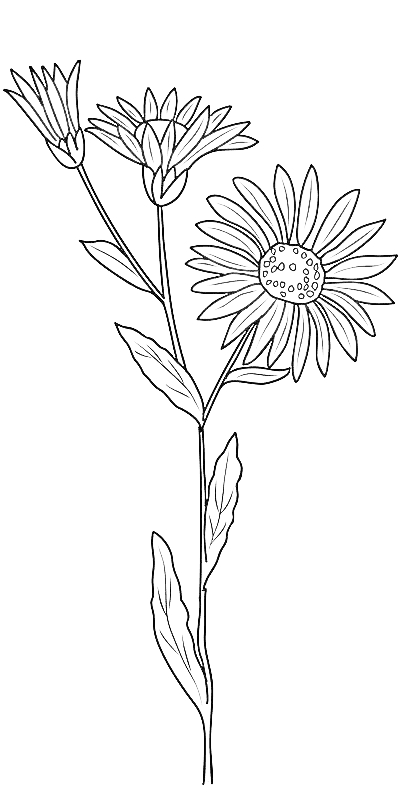  Aster - Tatouage fleur de naissance septembre