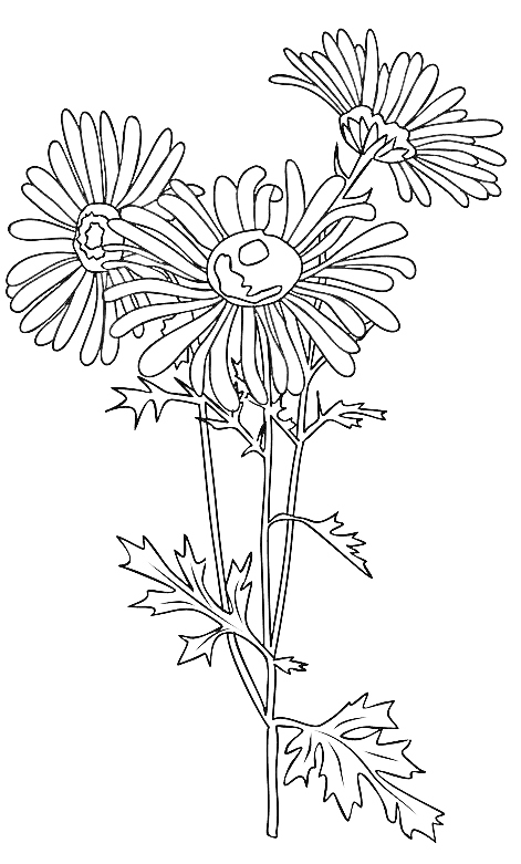  Aster - Tatouage fleur de naissance septembre