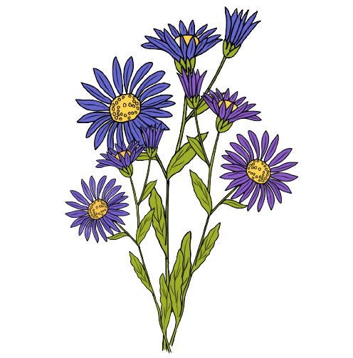  Aster - Tatouage fleur de naissance septembre