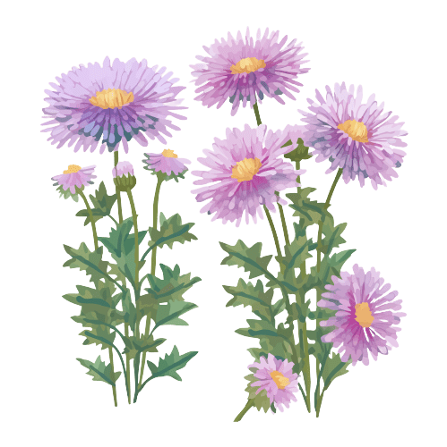  Aster - Tatouage fleur de naissance septembre