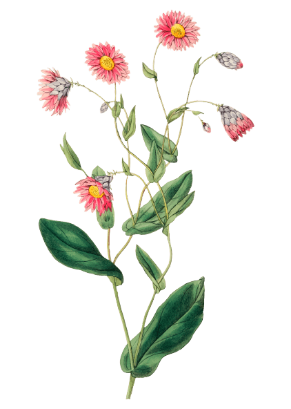 Fleur de naissance d'avril tatouage marguerite