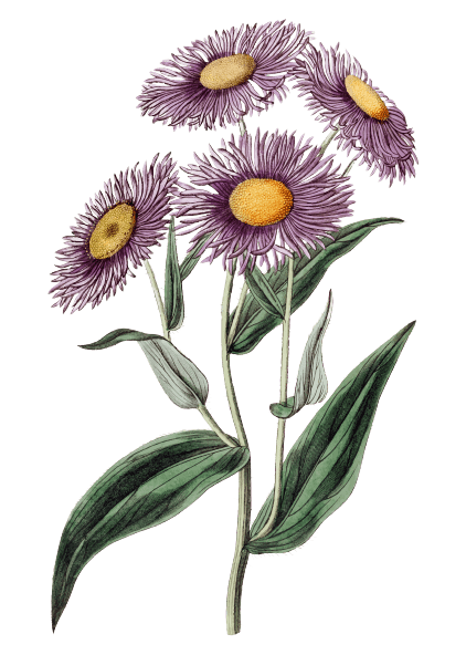 Aster - Tatouage fleur de naissance septembre
