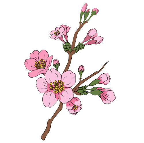 Cherry Blossom March Birth Flower