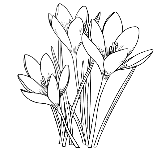 Crocus Tatouage fleur de naissance mars
