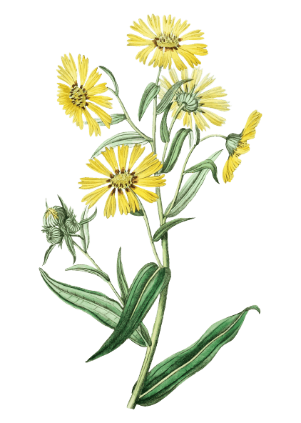 Fleur de naissance d'avril tatouage marguerite
