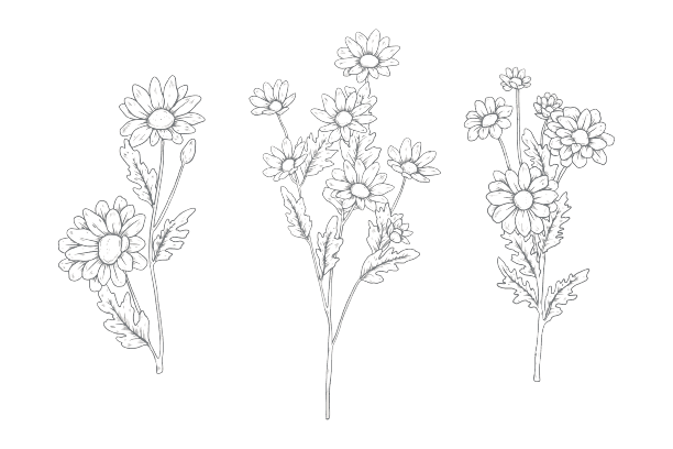 Fleur de naissance d'avril tatouage marguerite
