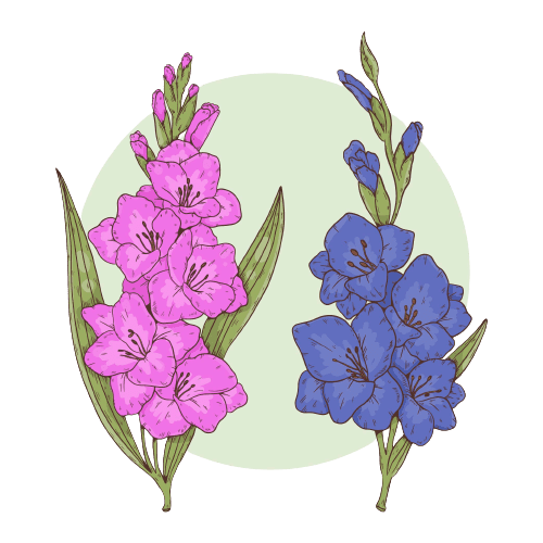 Tatouage fleur de naissance août Glaïeul