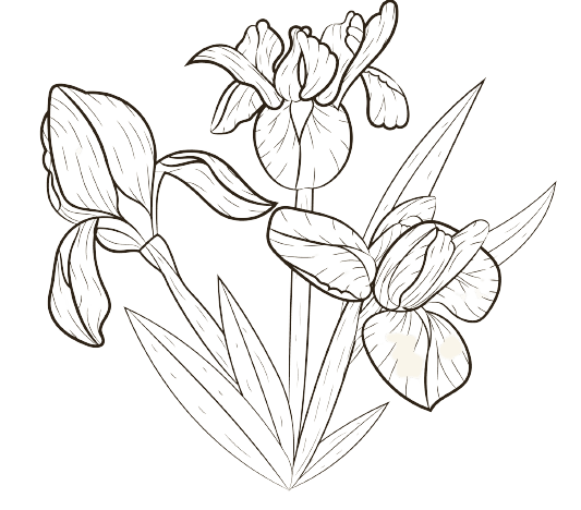 Iris Fleur de naissance de Février Tatouage