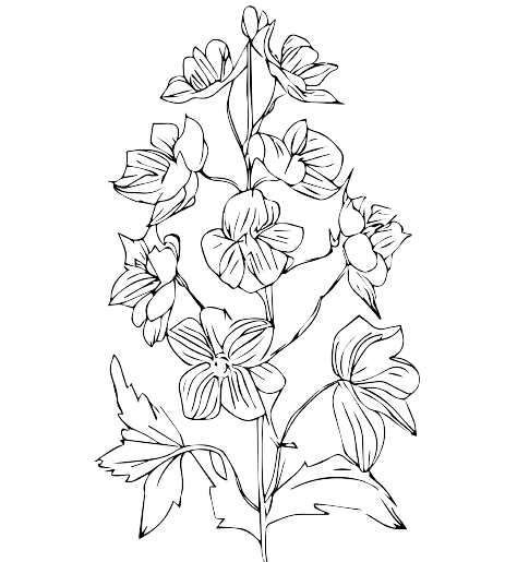 Pied-d'alouette Tatouage fleur de naissance juillet