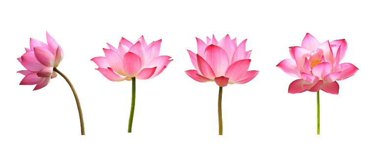 Nénuphar Tatouage fleur de naissance juillet