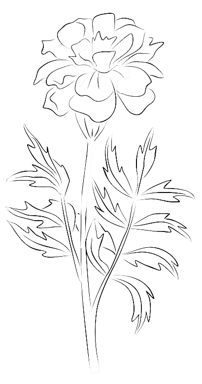 Tatouage de Fleurs de Naissance: Souci