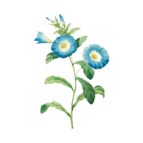 Gloire du matin - Tatouage fleur de naissance septembre