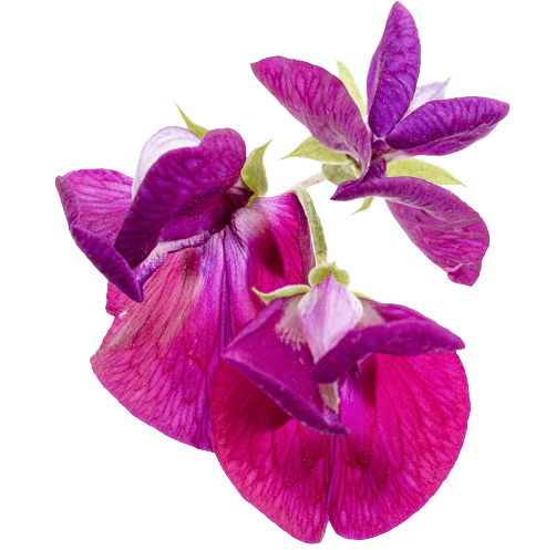 Sweet Pea  Birth Flower