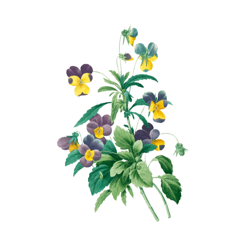 Violette Fleur de naissance  de Février Tatouage