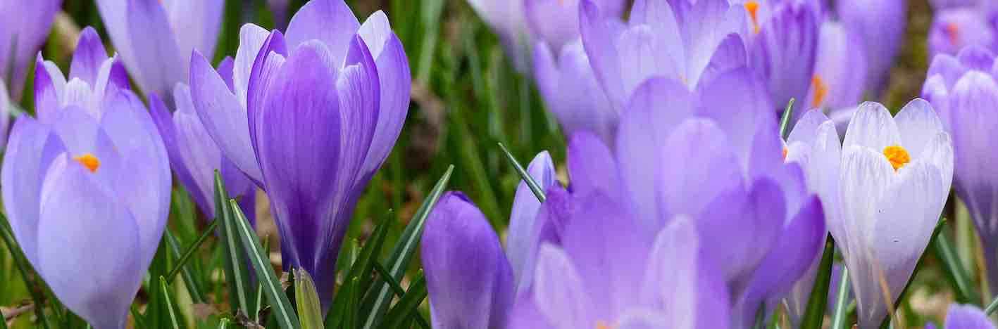  3月の誕生花タトゥーのアイデア：水仙