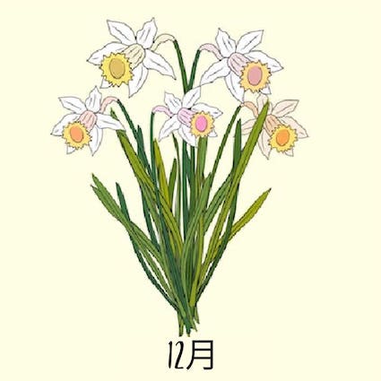 december birth flower