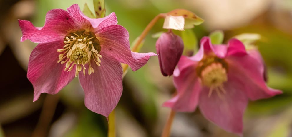 12月の誕生花タトゥーのアイデア 白い水仙