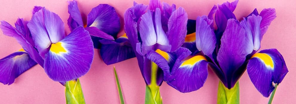 アイリス 2月の誕生花