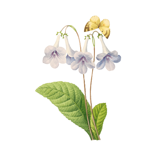 9月の誕生花タトゥーのアイデア： アサガオ