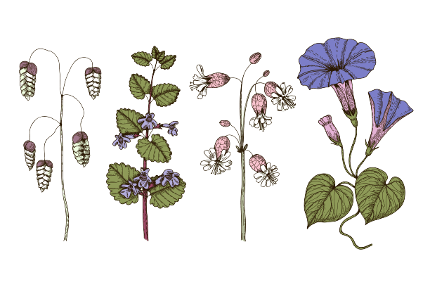 9月の誕生花タトゥーのアイデア： アサガオ