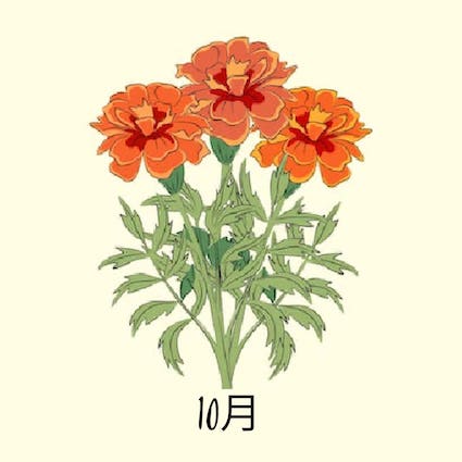 october birth flower