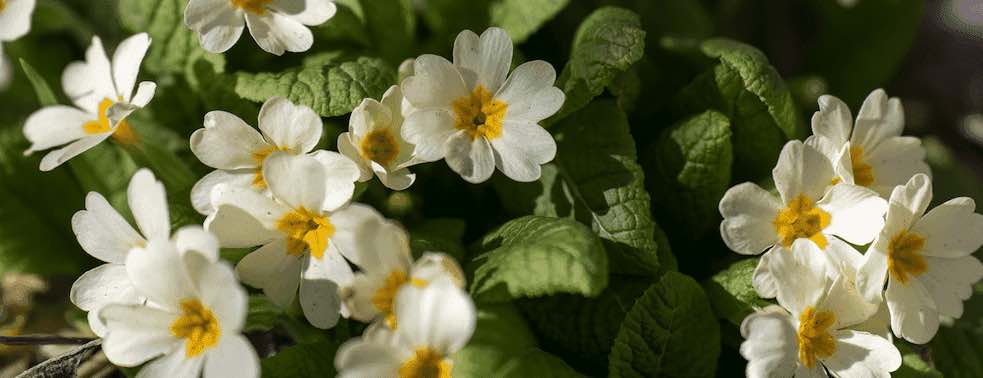 サクラソウ 2月の誕生花