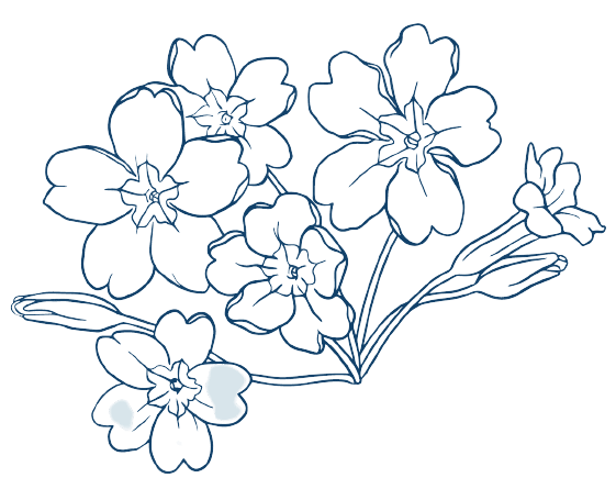 2月の誕生花タトゥーのアイデア サクラソウ