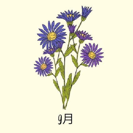 september birth flower