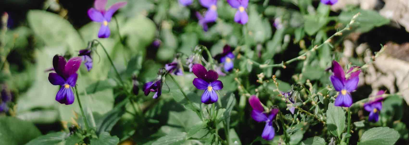 スミレ 2月の誕生花