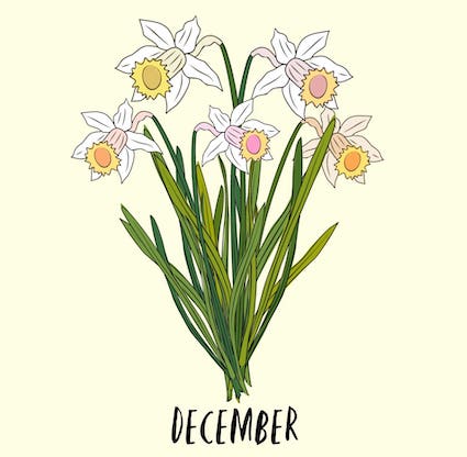 december Geboortebloem