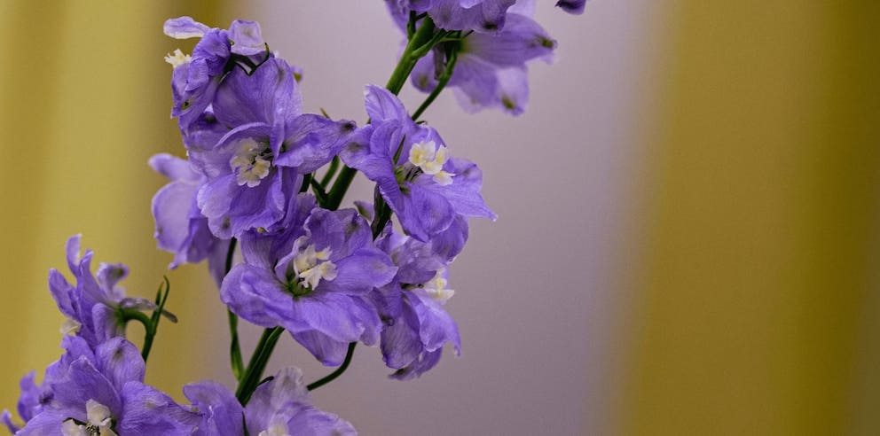 Delphinium July Birth Flower