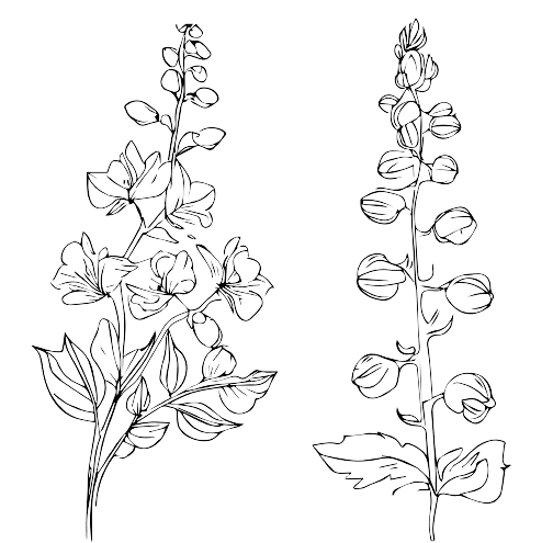 Delphinium July Birth Flower Tattoo