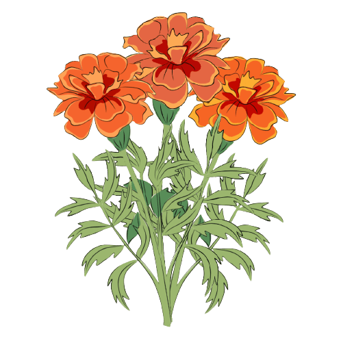 Marigold October Birth Flower