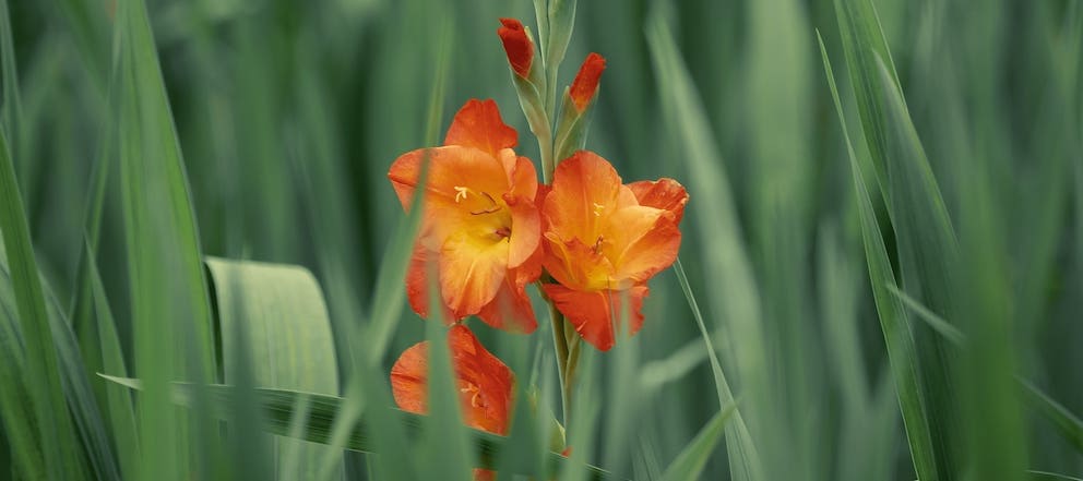 Glayöl  August Birth Flower