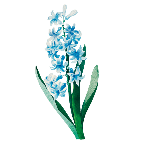 Hezaren July Birth Flower