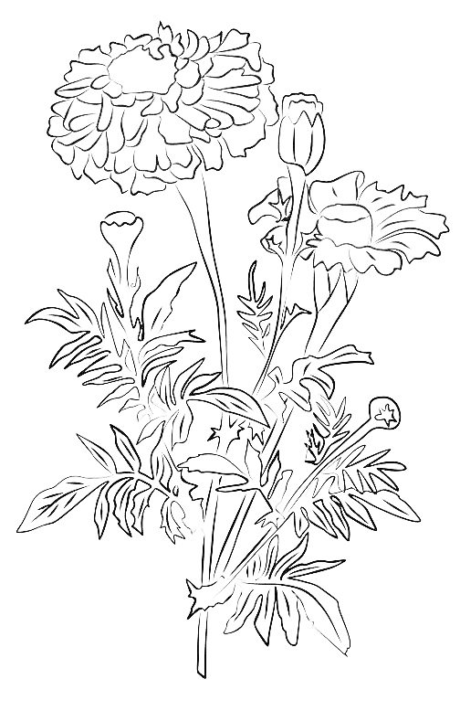 Kadife Çiçeği October Birth Flower tattoo